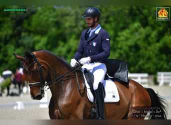 Deutsches Sportpferd, Wallach, 10 Jahre, 185 cm, Brauner