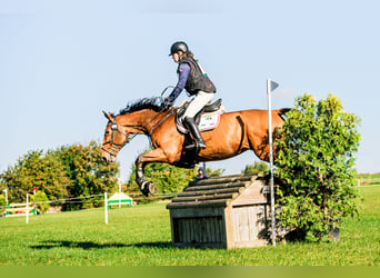 Deutsches Sportpferd, Wallach, 10 Jahre, Rotbrauner