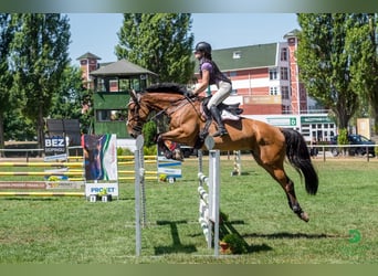 Deutsches Sportpferd, Wallach, 10 Jahre, Rotbrauner