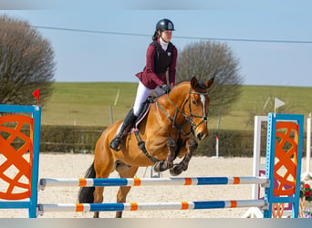 Deutsches Sportpferd, Wallach, 10 Jahre, Rotbrauner