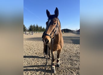 Deutsches Sportpferd, Wallach, 10 Jahre, Rotbrauner