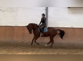 Deutsches Sportpferd, Wallach, 11 Jahre, 157 cm, Dunkelfuchs