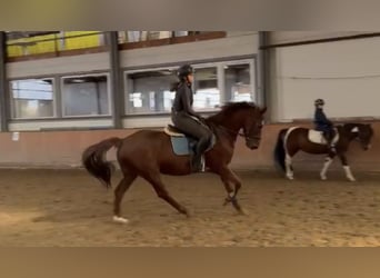 Deutsches Sportpferd, Wallach, 11 Jahre, 157 cm, Dunkelfuchs