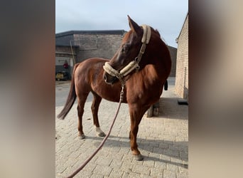 Deutsches Sportpferd, Wallach, 11 Jahre, 157 cm, Dunkelfuchs
