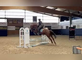 Deutsches Sportpferd, Wallach, 11 Jahre, 157 cm, Dunkelfuchs