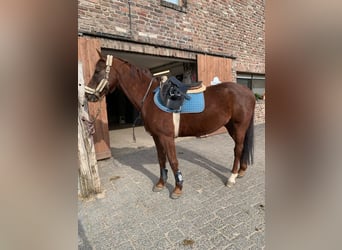 Deutsches Sportpferd, Wallach, 11 Jahre, 157 cm, Dunkelfuchs