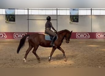 Deutsches Sportpferd, Wallach, 11 Jahre, 157 cm, Dunkelfuchs