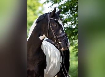 Deutsches Sportpferd, Wallach, 11 Jahre, 160 cm, Schecke