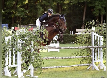 Deutsches Sportpferd, Wallach, 11 Jahre, 162 cm, Dunkelbrauner