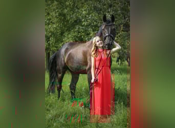 Deutsches Sportpferd, Wallach, 11 Jahre, 162 cm, Schwarzbrauner