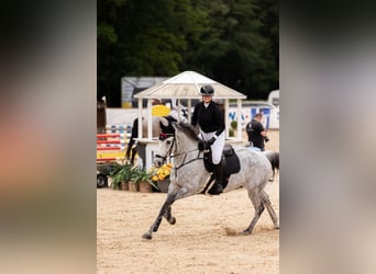 Deutsches Sportpferd, Wallach, 11 Jahre, 164 cm, Schimmel