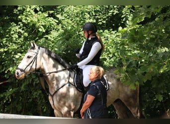 Deutsches Sportpferd, Wallach, 11 Jahre, 164 cm, Schimmel