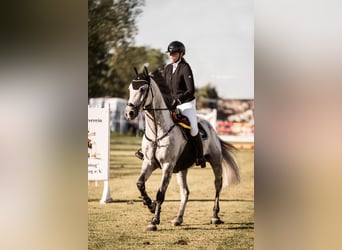 Deutsches Sportpferd, Wallach, 11 Jahre, 164 cm, Schimmel