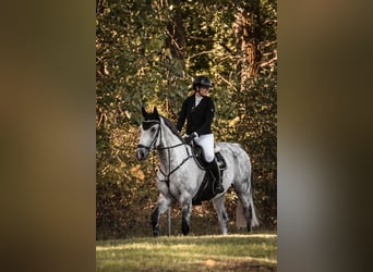 Deutsches Sportpferd, Wallach, 11 Jahre, 164 cm, Schimmel