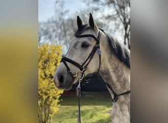 Deutsches Sportpferd, Wallach, 11 Jahre, 164 cm, Schimmel