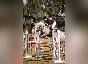 Deutsches Sportpferd, Wallach, 11 Jahre, 164 cm, Schimmel