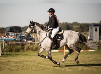 Deutsches Sportpferd, Wallach, 11 Jahre, 164 cm, Schimmel