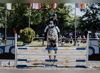 Deutsches Sportpferd, Wallach, 11 Jahre, 164 cm, Schimmel