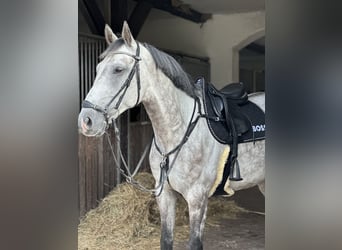 Deutsches Sportpferd, Wallach, 11 Jahre, 164 cm, Schimmel