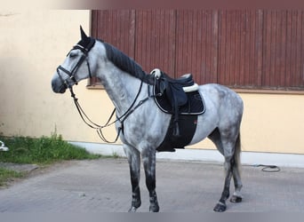 Deutsches Sportpferd, Wallach, 11 Jahre, 164 cm, Schimmel