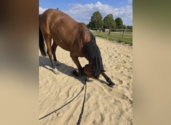 Deutsches Sportpferd, Wallach, 11 Jahre, 165 cm, Brauner