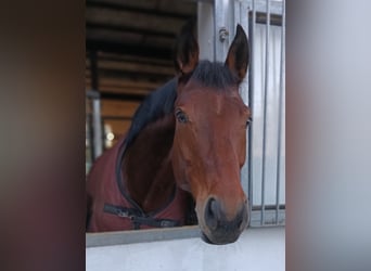 Deutsches Sportpferd, Wallach, 11 Jahre, 165 cm, Brauner