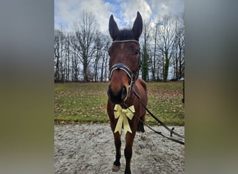 Deutsches Sportpferd, Wallach, 11 Jahre, 165 cm, Brauner
