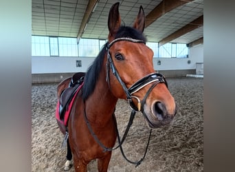 Deutsches Sportpferd, Wallach, 11 Jahre, 165 cm, Brauner