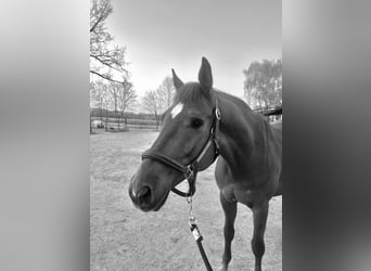 Deutsches Sportpferd, Wallach, 11 Jahre, 165 cm