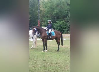 Deutsches Sportpferd, Wallach, 11 Jahre, 165 cm, Dunkelbrauner