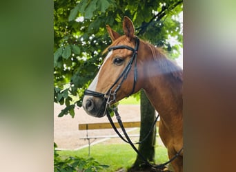 Deutsches Sportpferd, Wallach, 11 Jahre, 165 cm, Fuchs
