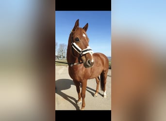 Deutsches Sportpferd, Wallach, 11 Jahre, 165 cm, Fuchs