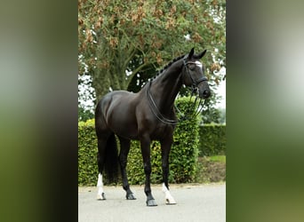 Deutsches Sportpferd, Wallach, 11 Jahre, 165 cm, Rappe