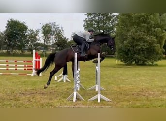 Deutsches Sportpferd, Wallach, 11 Jahre, 165 cm, Schwarzbrauner