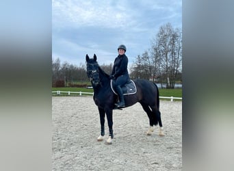 Deutsches Sportpferd, Wallach, 11 Jahre, 165 cm, Schwarzbrauner