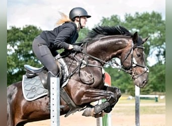 Deutsches Sportpferd, Wallach, 11 Jahre, 165 cm, Schwarzbrauner
