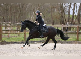 Deutsches Sportpferd, Wallach, 11 Jahre, 165 cm, Schwarzbrauner