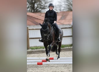 Deutsches Sportpferd, Wallach, 11 Jahre, 165 cm, Schwarzbrauner
