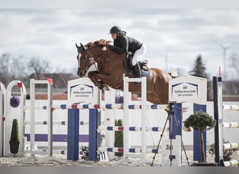 Deutsches Sportpferd, Wallach, 11 Jahre, 167 cm, Fuchs