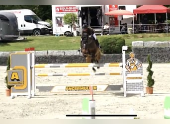 Deutsches Sportpferd, Wallach, 11 Jahre, 168 cm, Brauner