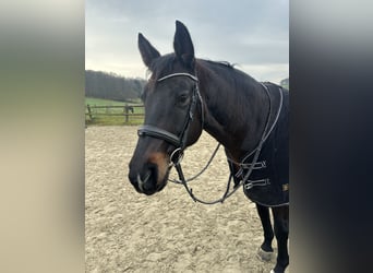 Deutsches Sportpferd, Wallach, 11 Jahre, 168 cm, Dunkelbrauner