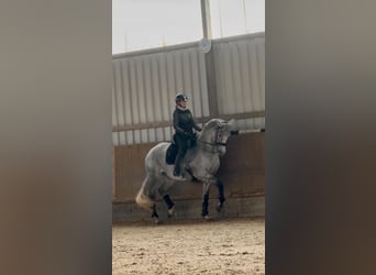 Deutsches Sportpferd, Wallach, 11 Jahre, 168 cm, Fliegenschimmel