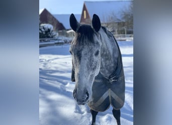Deutsches Sportpferd, Wallach, 11 Jahre, 168 cm, Fliegenschimmel