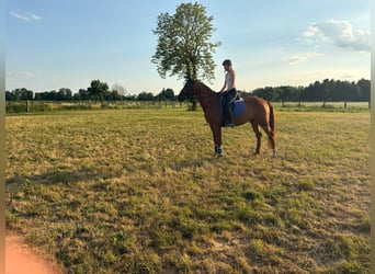 Deutsches Sportpferd, Wallach, 11 Jahre, 168 cm, Fuchs