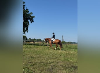 Deutsches Sportpferd, Wallach, 11 Jahre, 168 cm, Fuchs