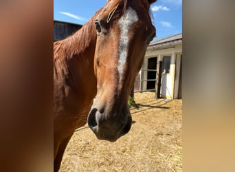 Deutsches Sportpferd, Wallach, 11 Jahre, 168 cm, Fuchs
