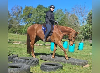 Deutsches Sportpferd, Wallach, 11 Jahre, 168 cm, Fuchs