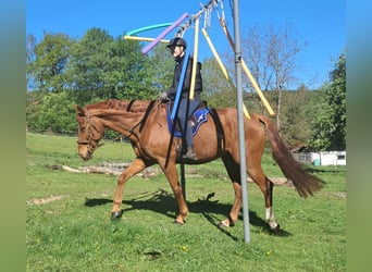 Deutsches Sportpferd, Wallach, 11 Jahre, 168 cm, Fuchs
