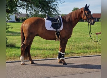 Deutsches Sportpferd, Wallach, 11 Jahre, 168 cm, Fuchs