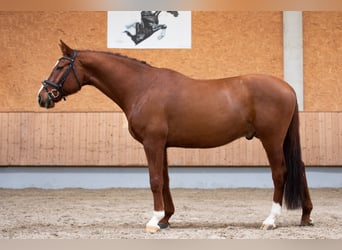 Deutsches Sportpferd, Wallach, 11 Jahre, 168 cm, Fuchs